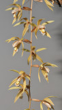 Coelogyne rochussenii.