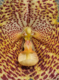 Dracula gorgona. Close-up.