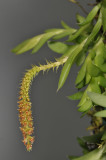 Oberonia japonica.