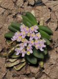 Schoenorchis fragrans.