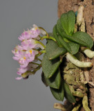 Schoenorchis fragrans. Side.