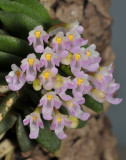 Schoenorchis fragrans. Close-up.