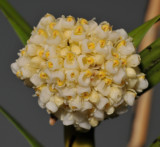 Agrostophyllum cyathiforme. Close-up.