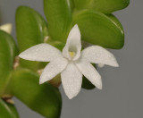 Angraecum distichum. Close-up.