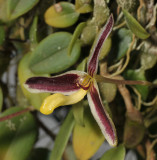 Bulbophyllum alkmaarense. Close-up.