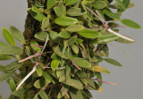 Bulbophyllum dolichoglottis.