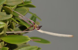 Bulbophyllum dolichoglottis. Close-up.
