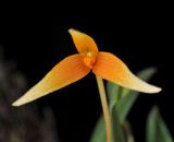 Bulbophyllum cernuum. Close-up.
