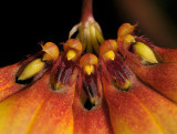 Bulbophyllum gusdorfii. Close-up.