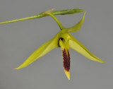 Bulbophyllum longiscapum. Close-up.