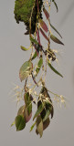 Bulbophyllum macrourum.