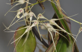 Bulbophyllum macrourum.  Closer.