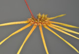 Bulbophyllum makoyanum.