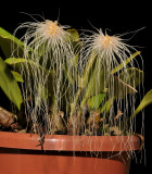 Bulbophyllum medusae.
