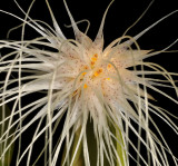 Bulbophyllum medusae. Close-up.