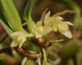 Bulbophyllum ochroleucum. Close-up.