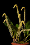 Bulbophyllum odoratum.