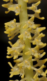 Bulbophyllum odoratum. Close-up.
