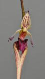 Bulbophyllum putidum. Close-up.