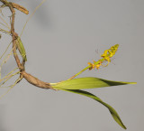 Bulbophyllum sandersonii subsp stenopetalum.
