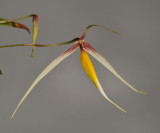 Bulbophyllum speciosum.