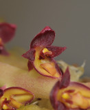 Bulbophyllum stenurum. Close-up.