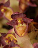 Bulbophyllum stenurum. Close-up.