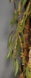 Bulbophyllum trichaete. Closer.