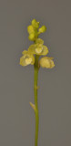 Bulbophyllum unguiculatum f. gibbsiae. Closer.