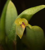 Bulbophyllum sp. nov. Close-up.
