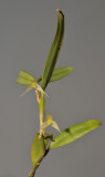 Bulbophyllum sp. sect. Fruticicola.