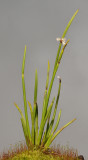 Ceratostylis spec.