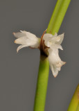 Ceratostylis spec. Close-up.