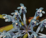 Cleisocentron merrillianum. Close-up.