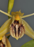 Coelogyne fimbriata aff. Close-up.