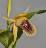 Coelogyne fimbriata (syn. C. fuliginosa). Close-up.
