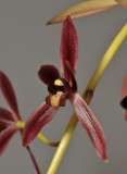 Cymbidium dayanum. Close-up.