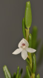 Dendrobium hippocrepiferum. Closer.