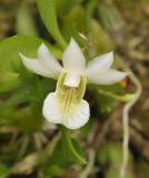 Dendrobium oligophyllum. Close-up.