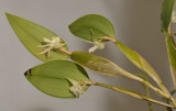 Dendrobium spec.