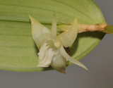 Dendrobium spec. Close-up.