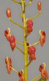 Liparis crenulata. Closer.