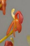 Liparis crenulata. Close-up.