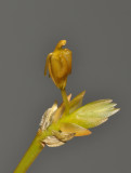 Stichorkis mucronata. Close-up.