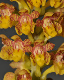 Robiquetia minahassae. Close-up.