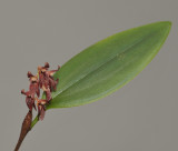 Trichosalpinx blaisdellii.