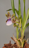 Zygopetalum maxillare.