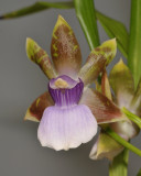 Zygopetalum maxillare. Close-up.
