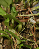Bulbophyllum laxum.