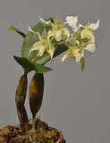 Dendrobium forbesii.